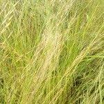 Image result for Loudetia simplex