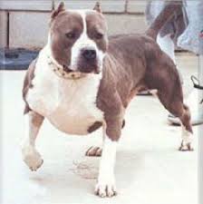 Pitbull Dogs Megapitbulls Pitbulls Pitbull Dog Pitbull Images