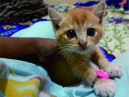 Ketika anda disentuh oleh peserta yang menjadi kucing. Fakta Unik Tentang Kucing Eventkampus Com