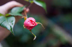 We did not find results for: A Guide To Edible Flowers Gram Magazine