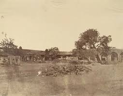 A Tree in the Delhi Palace, 1858 and 1867