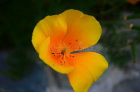 Image result for Papaveraceae