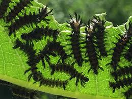 They are a different color than the milkweed tussock moth eggs i have seen. Milkweed Tussock Moth Larvae Feed On Common Milkweed Msu Extension