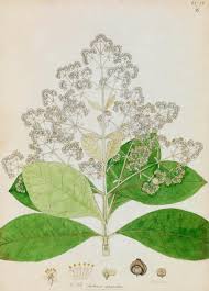 Image result for Tectona