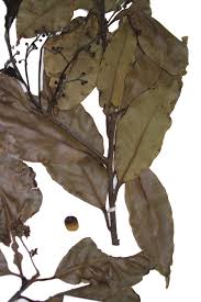 Image result for Ocotea kenyensis