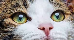 How cats get their eye color? Cat Eye Colors An Amazing Range Of Shades