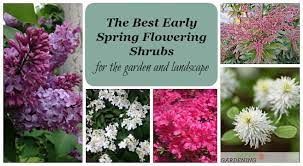 And the earlier they flower, the better. The Best Early Spring Flowering Shrubs For The Garden