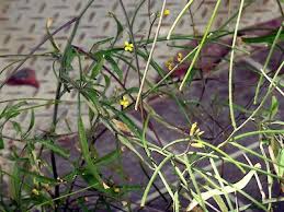 Image result for Sisymbrium orientale