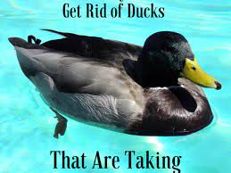 The danger to the ducks; 14 Simple Tips For Keeping Ducks Away From Your Pool Dengarden