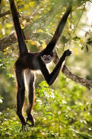 They live exclusively in the rain forest, and are considered endangered due to habitat destruction. Central American Spider Monkey Ateles Geoffroyi The Belize Zoo Belize Central America Tony Rath Photography Spider Monkey Animals Wild Rare Animals