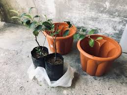 Pohon bidara sudah mulai banyak ditanam di indonesia karena masyarakat mulai sadar akan manfaat untuk kesehatan. Kenali Pokok Bidara Dan Khasiatnya