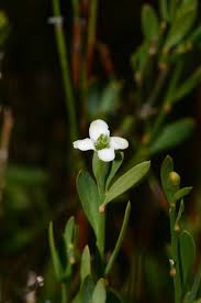 Image result for Montiniaceae