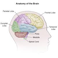 Image result for CT Head