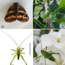 Image result for Cyperus aterrimus