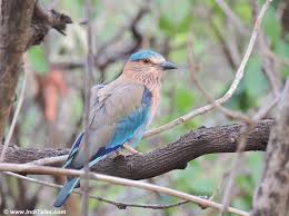 June Bird Of The Month Birds Of Pench National Park Madhya Pradesh Bird Photography National Parks Photography Bird Photography Bird