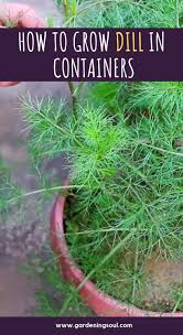 How To Grow Dill In Containers How To Grow Dill Herbs Container Gardening Vegetables