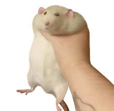 View full hd clorox dank memes transparent png image. Holding Fat Rat Meme But In Hd Made By A Friend Memes