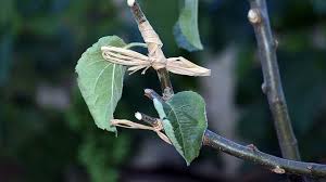 Gambar daun pintu paling bagus download now jual daun pintu utama 2. Cara Mencangkok Tanaman Dengan Praktis Mudah Dan Benar Ragam Bola Com