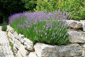 Lavendel ist eine mehrjährige pflanze aus der familie der lippenblütler. Gartentechnik De
