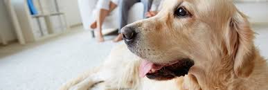 Cathy alinovi of hoofstock veterinary services answers the most commonly asked questions about dog cancer in this candid. Cushing S Disease