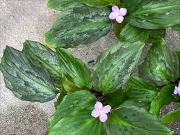 Image result for Kaempferia