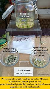 Learn 4 Techniques To Pre Germinate Sprout Your Vegetable Seeds Before Planting For Greater Success Growing F Soaking Seeds Before Planting Germination Seeds