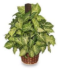 Check spelling or type a new query. 5 Houseplants With Heart