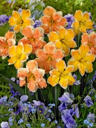 Cream Yellow And Soft Orange 16 18 Narcissus Flower Bulb Flowers Daffodil Bulbs