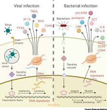 Differential Markers Of Bacterial And Viral Infections In Children For Point Of Care Testing Trends In Molecular Medicine