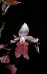 Image result for Calanthe sylvatica