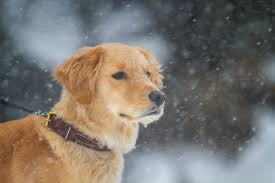 Maybe you would like to learn more about one of these? Outdoors Dog Snow Free Stock Photo Negativespace