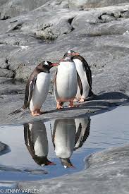 Reflections Three Little Penguins With The Reflection I See Six Penguins Cute Penguins Animals Beautiful