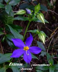 Image result for Exacum oldenlandioides