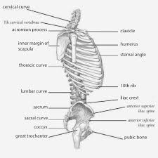 Various skeletal muscles are attached to the rib cage. Drawings Exploring The Torso Side View