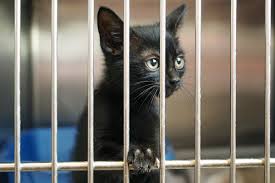 Learn more about jersey shore animal center in brick, nj, and search the available pets they have up for adoption on petfinder. Ready To Adopt A Pet Here Are 6 Great Nj Animal Rescues