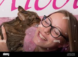 14 year old cat hi-res stock photography and images