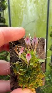 Image result for Microglossa