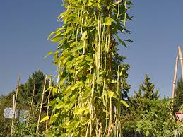 Image result for Vigna oblongifolia