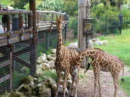 Jacksonville Zoo Jacksonville Zoo Florida Attractions Zoo