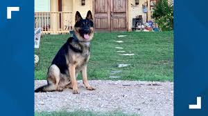 Cst service dogs are placed with disabled clients over the age of 16 who have various disabilities. Central Texas Veteran Believes His Missing Service Dog Was Stolen Kcentv Com