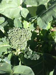 With just a few tips on how to grow broccoli, you can. Broccoli Aeroponic Gardening Herbs Tower Garden