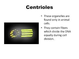 Garbage disposal of the cell contain digestive enzymes that break down wastes students should recognize the which organelles do lysosomes work with? Ppt Cells Parts Called Organelles Powerpoint Presentation Free Download Id 1377884