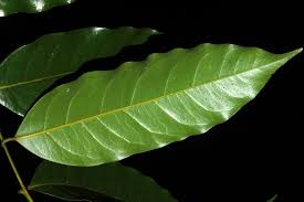 Image result for Beilschmiedia