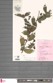 Image result for Thomandersiaceae