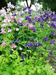 Image result for Aquilegia vulgaris `Tower Mix`