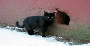 Cat odors can build up in your home due to cat urine, cat feces, and cat dander. How To Get Rid Of Cat Urine Smell From A House For Sale
