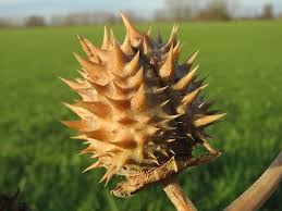 Weitere ideen zu mondblume, schöne hintern, kräuterzauber. Stechapfel Stramonium Jimson Weed Teufelsschlinge Dornapfel Mond Blume Obst Spikes Dornen Flora Botanik Pflanze Pikist