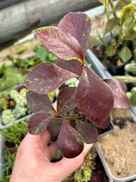 Image result for Synadenium grantii