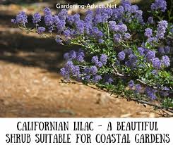Plant them in slightly alkaline soil in an area where they will get at least six hours of sunlight daily. 10 Evergreen Flowering Shrubs To Brighten Up Your Coastal Garden