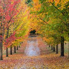 Especially notable along main street. The 8 New England Trees With Fall Colors That Will Dazzle